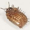 Glomeris intermedia